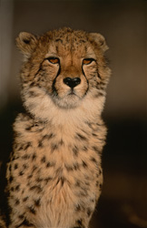 Impressive Portrait of a Cheetah at the Hoedspruit Research & Breeding Centre