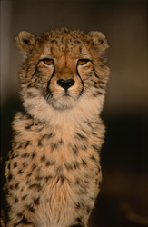 Elegant Cheetah in the Wild - Beauty and Grace of the Big Cat