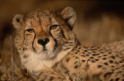 Guépard majestueux se repose dans la savane africaine