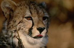 Guépard gracieux (Acinonyx jubatus) dans la douce lumière du matin