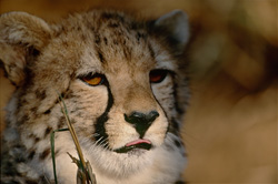 Guépard - Majestueux félin en impressionnant gros plan