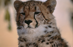 Portrait fascinant de guépard : une plongée dans le monde des félins