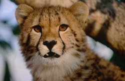 Leopardo impresionante en cautiverio - Protección y conservación de especies en peligro