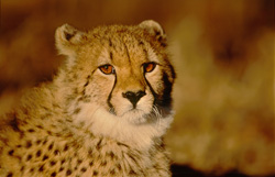 Un guépard époustouflant dans la magie de la lumière du matin