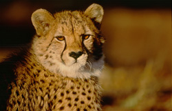 Un regard fascinant dans les yeux d'un guépard à la lumière du matin