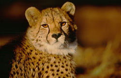 Moment magique : Yeux ambre d'un guépard sous la lumière du matin