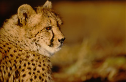 Experience the fascinating beauty of the cheetah in the gentle morning light
