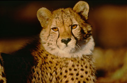 Un jeune guépard observe attentivement son environnement