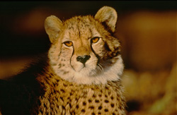 Guépard majestueux dans la lumière du matin en Afrique du Sud