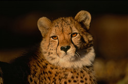 Élégant guépard aux yeux couleur ambre en captivité