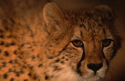 Fascinating Image of a Cheetah in the Wild - Acinonyx jubatus Portrait
