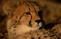 Guépard majestueux dans la nature sauvage de l'Afrique