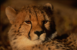 Sguardo maestoso del ghepardo sotto il sole del mattino all'Hoedspruit Research & Breeding Centre