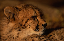 Portrait impressionnant d'un jeune guépard dans une lumière d'ambiance