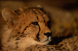 Discover the Fascinating Big Cat Cheetah in the Wild and at Hoedspruit Research & Breeding Centre