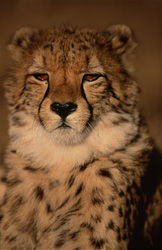 Experience the Grace and Speed of the Majestic Cheetah in Africa