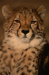 Portrait fascinant d'un jeune guépard dans la nature sauvage d'Afrique du Sud