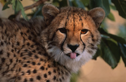 Portrait d'un jeune guépard tirant la langue en captivité humaine