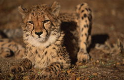 Ghepardo affascinante con sguardo severo in posizione di riposo