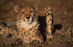 Photographie d'un guépard fascinant au regard perçant dans la réserve de chasse privée de Kapama