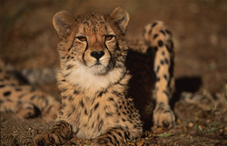 Impressive photo of a proud cheetah with a striking coat pattern