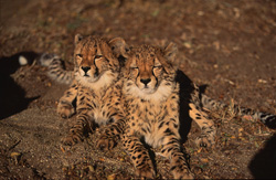 Exhausted young cheetahs resting after play