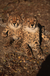 Discover fascinating young cheetahs at Hoedspruit Research & Breeding Centre