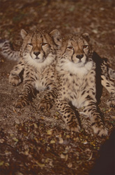 Gepard