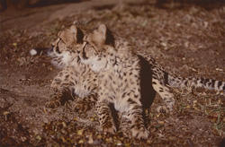 Un ruido ha asustado a los jóvenes guepardos (Acinonyx jubatus).