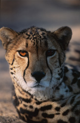 Portrait impressionnant d'un guépard royal majestueux à Hoedspruit