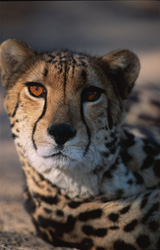 Majestic Portrait of a King Cheetah in the African Wilderness