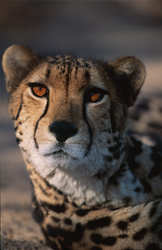 Fascinating king cheetah in stunning close-up view