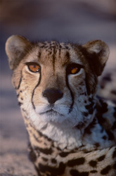 Découvrez la beauté du guépard royal de près dans ce portrait de tête