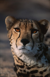 Regard fascinant d'un guépard roi au Hoedspruit Research & Breeding Centre