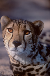 Portrait impressionnant d'un guépard royal en vue frontale - Beauté rare du monde animal
