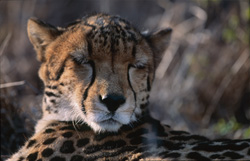 Un guépard royal endormi au cœur de l'Afrique du Sud