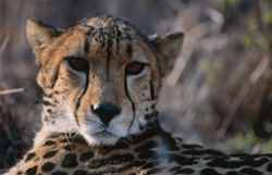 Le majestueux guépard royal observe attentivement son environnement