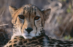 Contact visuel fascinant avec le majestueux guépard royal en captivité