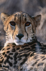 Portrait majestueux d'un guépard royal dans la nature sauvage d'Afrique du Sud