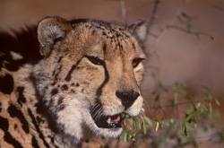 Impressionnant portrait d'un guépard royal en captivité