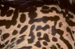 Fascinant guépard royal avec un motif de fourrure unique dans la Réserve de chasse privée de Kapama