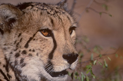 Portrait impressionnant d'un guépard royal de près