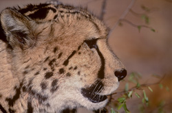 Fascinating side portrait of the rare King Cheetah in Africa