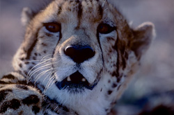 Impressive head portrait of the rare King Cheetah in captivity
