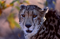 Capture fascinante du rare guépard roi en Afrique
