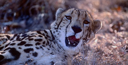 Impressionnant guépard royal en captivité au centre de recherche et d'élevage de Hoedspruit