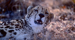 Fascinant guépard royal dans la réserve privée de Kapama