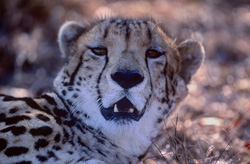 Fascinant guépard royal en captivité au Centre de recherche et d'élevage Hoedspruit