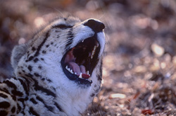 Guépard royal fascinant : Gros plan de l'impressionnante gueule