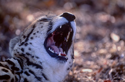 Fascinant guépard royal avec un motif unique sur le palais en Afrique du Sud